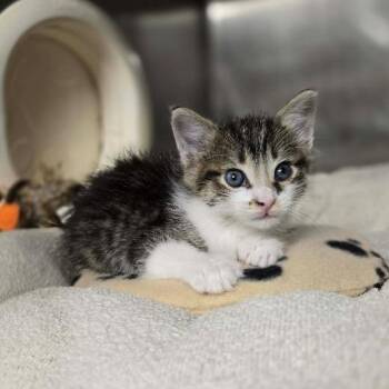 Jenny -  Domestic Short Hair Cat for Adoption in Madison, Wisconsin - Jenny | PetCurious