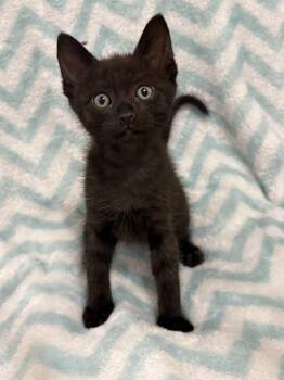 Ducky Kuma (available early August) -  Domestic Short Hair Cat for Adoption in Galt, California - Ducky Kuma (available Early August) | PetCurious