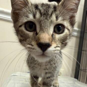 Nike -  Domestic Short Hair Cat for Adoption in Lakeland, Florida - Nike | PetCurious