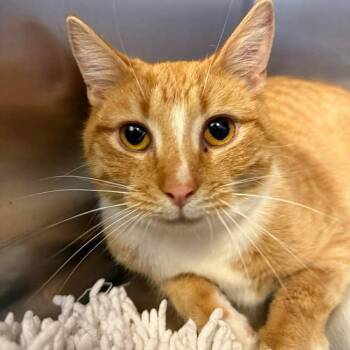 Domestic Short Hair Cats Available for Adoption - Richard | PetCurious