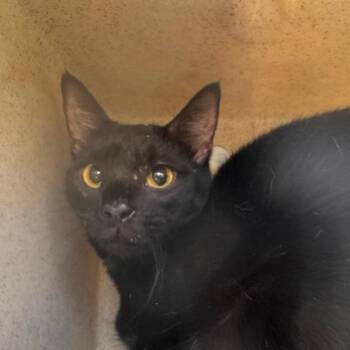 Pop-tart ( raspberry ) -  Domestic Short Hair Cat for Adoption in Philadelphia, Pennsylvania - Pop-tart ( Raspberry ) | PetCurious