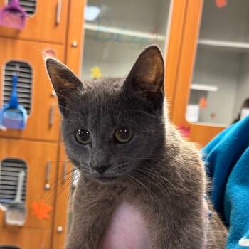 Rescue Domestic Short Hair Cats for Adoption in Troy, Illinois - Boo | PetCurious