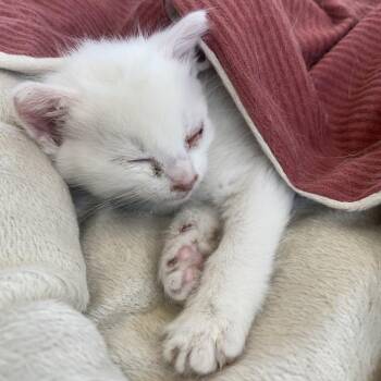 Ghost -  Domestic Short Hair Cat for Adoption in Harrisonburg, Virginia - Ghost | PetCurious