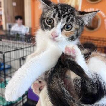 Meadow -  Domestic Short Hair Cat for Adoption in Bentonville, Arkansas - Meadow | PetCurious