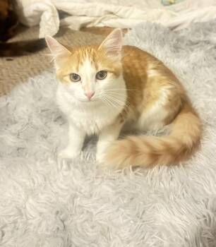 Rescue Domestic Long Hair Cats for Adoption in Price, Utah - Julius | PetCurious