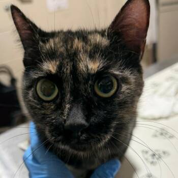 Domestic Short Hair Cats Available for Adoption in Milton, Florida - Catfetti | PetCurious