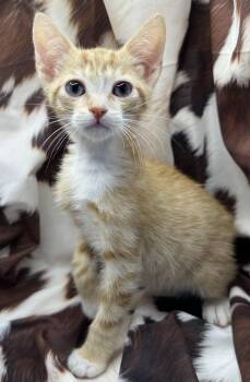 Domestic Short Hair and Tabby Cats Available for Adoption in San Diego, California - Callaloo | PetCurious