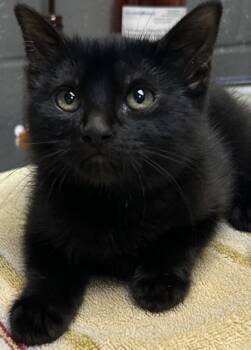 Rescue Domestic Short Hair Cats for Adoption in Fort Worth, Texas - Lucy | PetCurious
