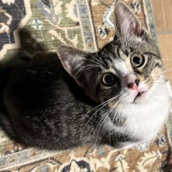 Butter -  Domestic Short Hair Cat for Adoption in Royal Oak, Michigan - Butter | PetCurious