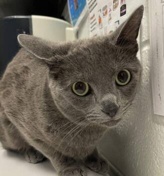 Smudge -  Domestic Short Hair Cat for Adoption in Golden, Colorado - Smudge | PetCurious