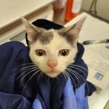 Rescue Domestic Short Hair Cats for Adoption in Charlottesville, Virginia - Cookie Crisp | PetCurious