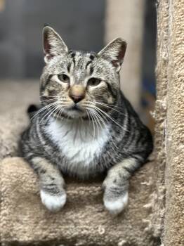 Rescue American Shorthair Cats for Adoption in Middleburg, Florida - Bullseye | PetCurious