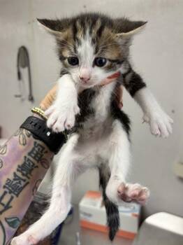 Domestic Medium Hair Cats Available for Adoption in San Bernardino, California - A592735 | PetCurious