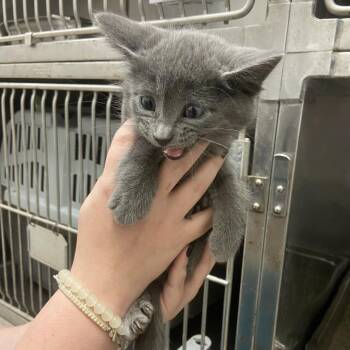 Tide -  Domestic Short Hair Cat for Adoption in Monroe, Louisiana - Tide | PetCurious