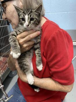 Juniper - At shelter -  Domestic Short Hair Cat for Adoption in Rustburg, Virginia - Juniper - At Shelter | PetCurious