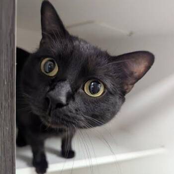Remy -  Domestic Short Hair Cat for Adoption in Jeffersonville, Indiana - Remy | PetCurious
