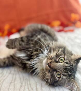 Rescue Domestic Medium Hair Cats for Adoption in Upper Sandusky, Ohio - Charles | PetCurious
