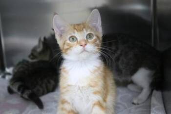Domestic Short Hair Cats Available for Adoption in Brunswick, Georgia - Ron | PetCurious