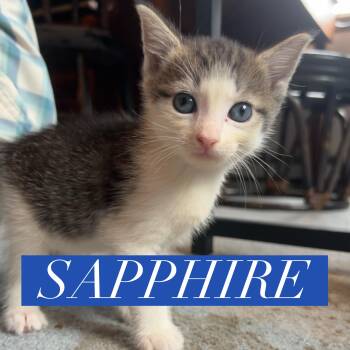 Rescue Domestic Short Hair Cats for Adoption in Berkeley Springs, West Virginia - Sapphire *available Sept 15* | PetCurious