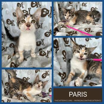 Paris -  Domestic Short Hair Cat for Adoption in Corpus Christi, Texas - Paris | PetCurious