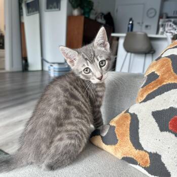 Domestic Short Hair Cats Available for Adoption - Rumple | PetCurious