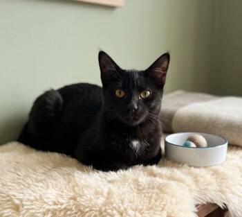 Ebony 5261 -  Domestic Short Hair Cat for Adoption in Boca Raton, Florida - Ebony 5261 | PetCurious