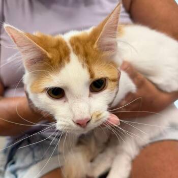 Pumpkin Pie -  Domestic Short Hair Cat for Adoption in Kingman, Kansas - Pumpkin Pie | PetCurious