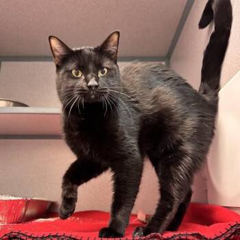 Wes -  Domestic Short Hair Cat for Adoption in Waterloo, Iowa - Wes | PetCurious