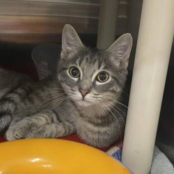 Sloth -  Domestic Short Hair Cat for Adoption in Mentor, Ohio - Sloth | PetCurious