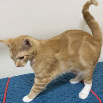 Rescue Tabby Cats for Adoption in Stanwood, Washington - History | PetCurious