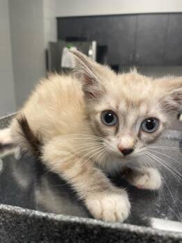 C-1887-25 -  Domestic Short Hair Cat for Adoption in Henderson, North Carolina - C-1887-25 | PetCurious