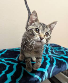 Domestic Short Hair Cats Available for Adoption - Luge | PetCurious
