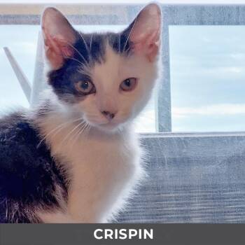 Crispin -  Domestic Short Hair Cat for Adoption in Toronto, Ontario - Crispin | PetCurious