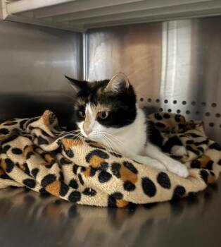 Wigilia -  Domestic Short Hair Cat for Adoption in Fort Lupton, Colorado - Wigilia | PetCurious