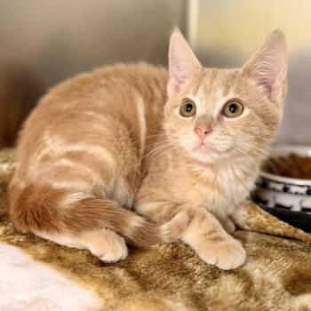 Birch -  Domestic Short Hair Cat for Adoption in Jackson Township, New Jersey - Birch | PetCurious