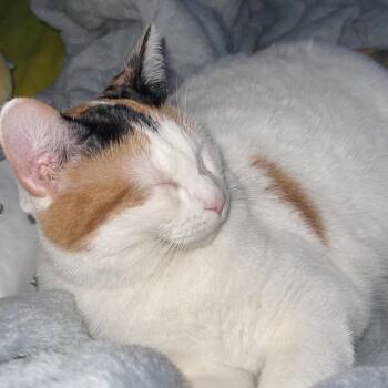 Angel -  Domestic Short Hair Cat for Adoption in Rochester, Minnesota - Angel | PetCurious
