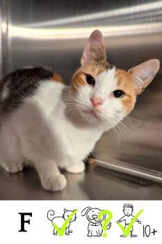 Rescue Domestic Short Hair Cats for Adoption in Saint-chrysostome, Quebec - Smoothie | PetCurious