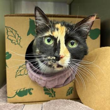 Domestic Short Hair Cats Available for Adoption in Fairport, New York - Sunflower | PetCurious
