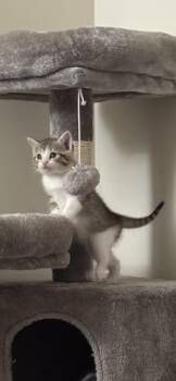 Rescue Domestic Short Hair Cats for Adoption in Atglen, Pennsylvania - Misty | PetCurious