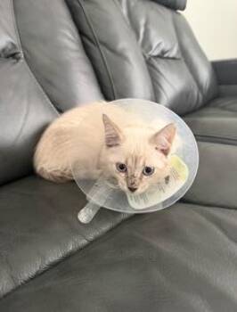 CHOUPETTE -  Siamese Cat for Adoption in Miami, Florida - CHOUPETTE | PetCurious