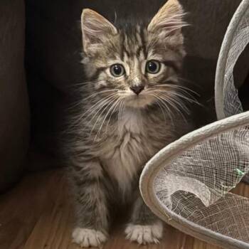 Teacup -  Domestic Medium Hair Cat for Adoption in Manhattan, Kansas - Teacup | PetCurious