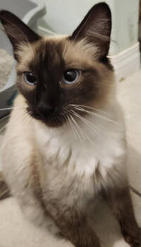 Rescue Balinese Cats for Adoption in Lancaster, California - Cali | PetCurious