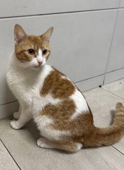 Domestic Short Hair Cats Available for Adoption in Rowlett, Texas - Flora | PetCurious