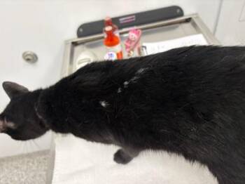 Domestic Short Hair Cats Available for Adoption in Kansas City, Missouri - Shimmy Shamble | PetCurious