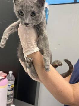 Domestic Short Hair Cats Available for Adoption in West Chester, Pennsylvania - John | PetCurious