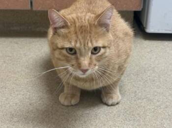 Arnold -  Domestic Short Hair Cat for Adoption in Longmont, Colorado - Arnold | PetCurious