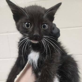 Chamomile -  Domestic Medium Hair Cat for Adoption in Reno, Nevada - Chamomile | PetCurious