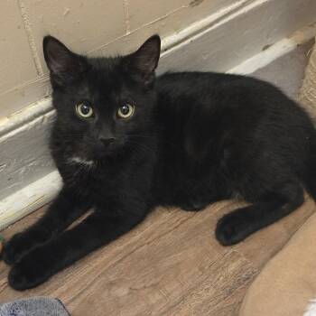 Twilight -  Domestic Short Hair Cat for Adoption in Guelph, Ontario - Twilight | PetCurious
