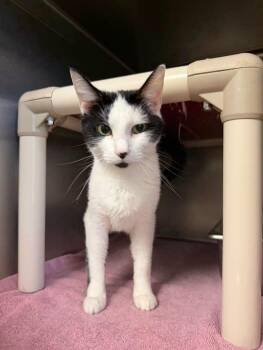 Sasha -  Domestic Short Hair Cat for Adoption in Amherst, Virginia - Sasha | PetCurious