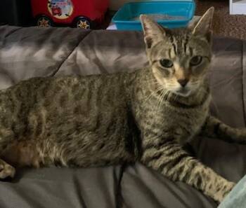 Rescue Domestic Short Hair Cats for Adoption in West Warwick, Rhode Island - Willow | PetCurious